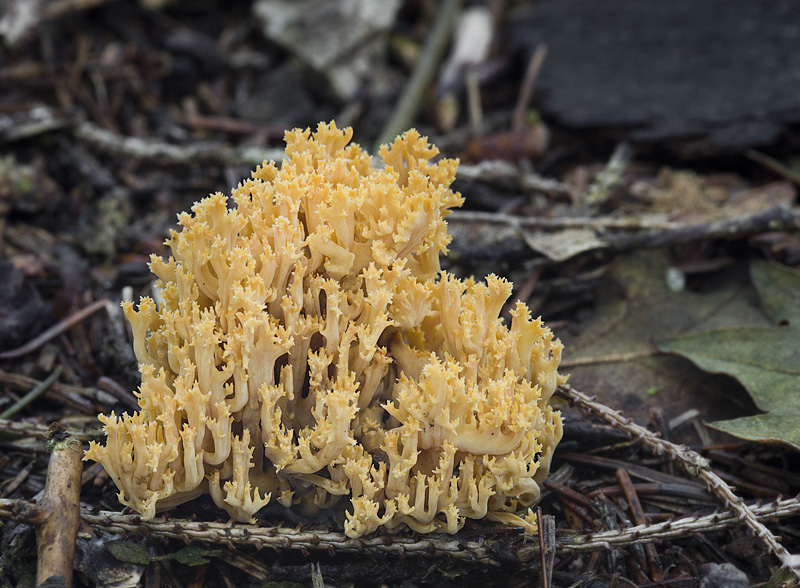 Ramaria myceliosa